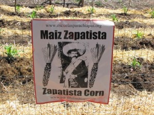 This corn field in California is a symbol of efforts in Mexico to resist genetically modified corn.